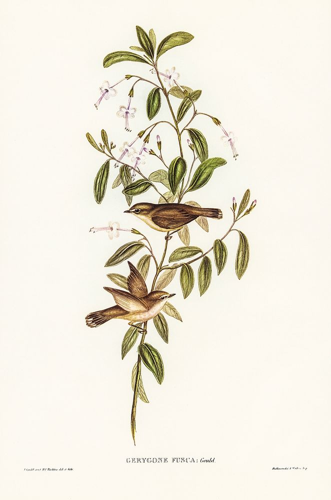 Fuscous Gerygone (Gerygone fuscus) illustrated by Elizabeth Gould (1804&ndash;1841) for John Gould&rsquo;s (1804-1881) Birds…