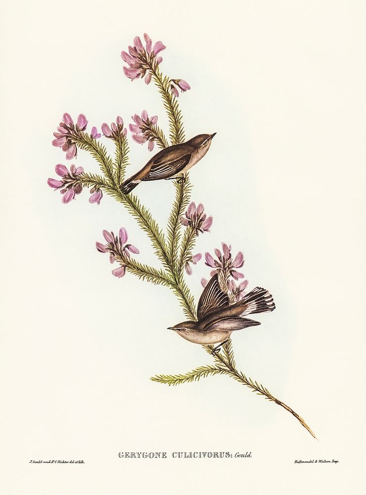 Western Gerygone (Gerygone culicivorus) illustrated by Elizabeth Gould (1804&ndash;1841) for John Gould&rsquo;s (1804-1881)…