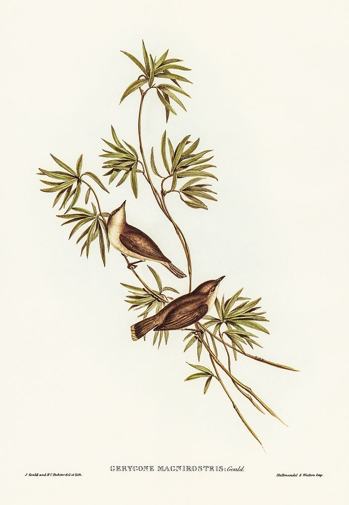 Great-billed Gerygone (Gerygone magnirostris) illustrated by Elizabeth Gould (1804&ndash;1841) for John Gould&rsquo;s (1804…