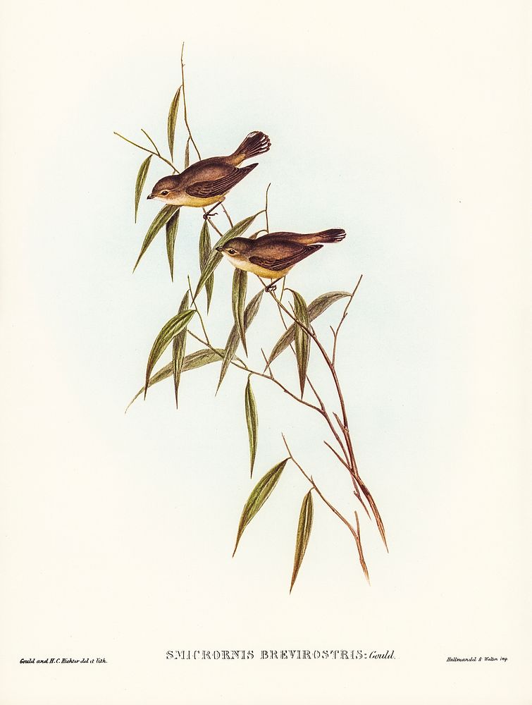 Short-billed tree tit (Smicrornis brevirostris) illustrated by Elizabeth Gould (1804&ndash;1841) for John Gould&rsquo;s…