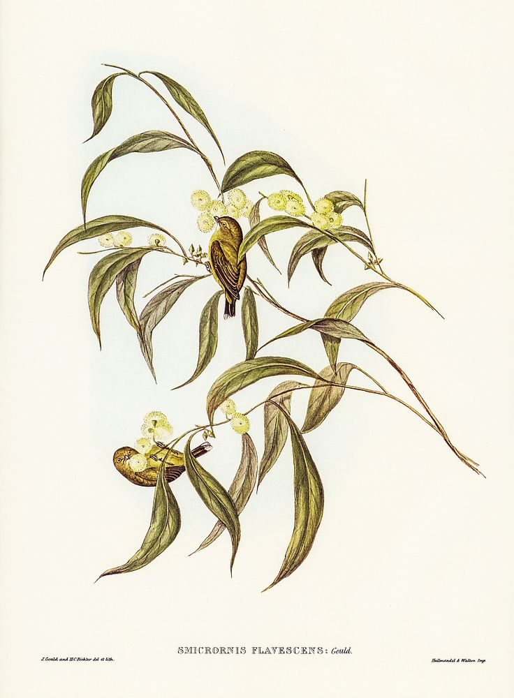 Yellow Weebill (Smicrornis flavescens) illustrated by Elizabeth Gould (1804&ndash;1841) for John Gould&rsquo;s (1804-1881)…