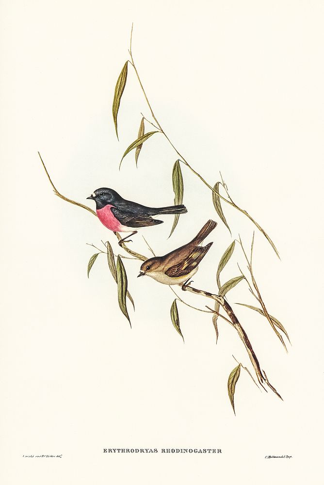 Pink-breasted Wood-robin (Erythrodryas rhodinogaster) illustrated by Elizabeth Gould (1804&ndash;1841) for John…