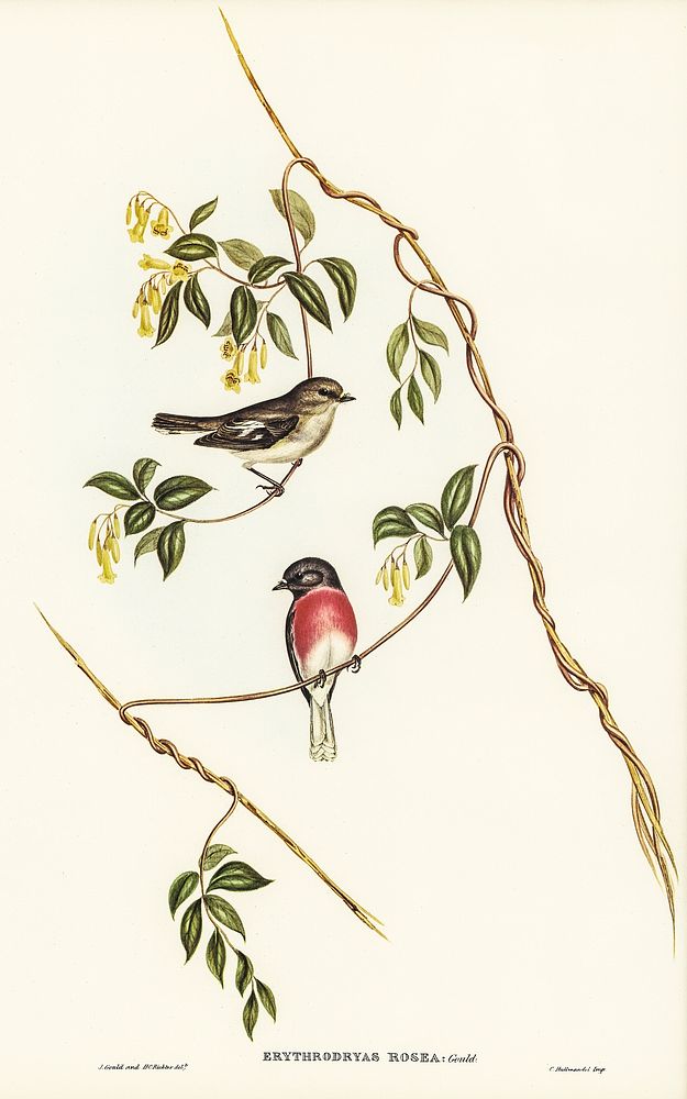 Rose-breasted Wood-robin (Erythrodryas rosea) illustrated by Elizabeth Gould (1804&ndash;1841) for John Gould&rsquo;s (1804…