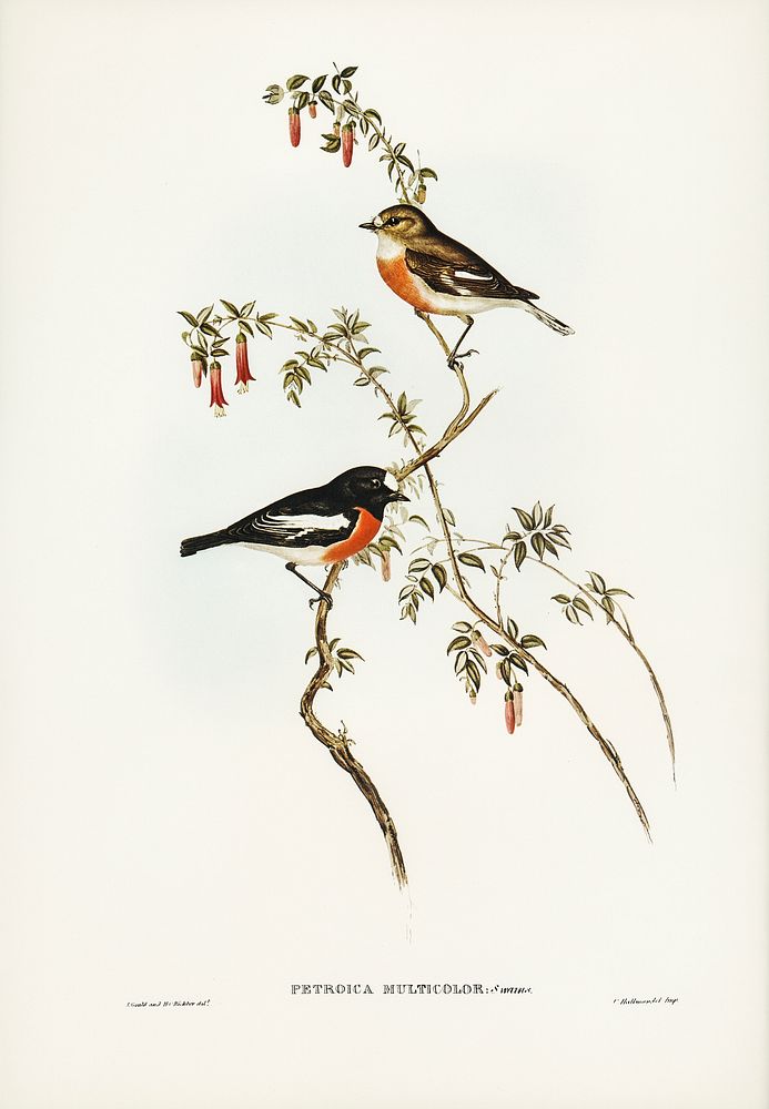 Scarlet-breasted Robin (Petroica multicolor) illustrated by Elizabeth Gould (1804&ndash;1841) for John Gould&rsquo;s (1804…