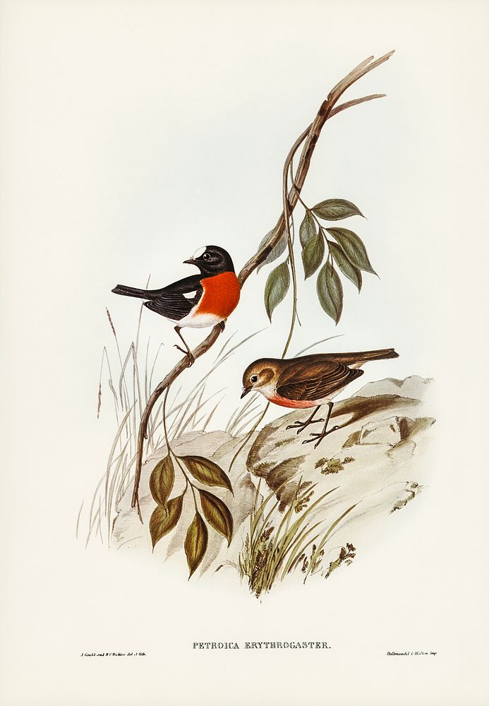 Norfolk Island Robin (Petroica erythrogastra) illustrated by Elizabeth Gould (1804&ndash;1841) for John Gould&rsquo;s (1804…