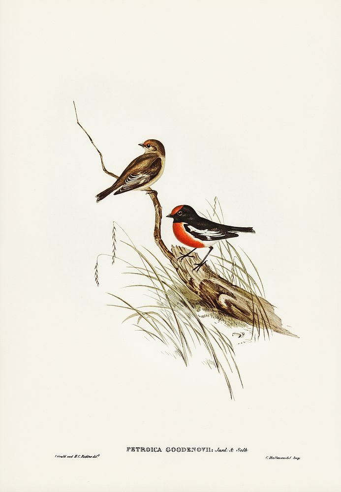 Red-capped Robin (Petroica Goodenovii) illustrated by Elizabeth Gould (1804&ndash;1841) for John Gould&rsquo;s (1804-1881)…