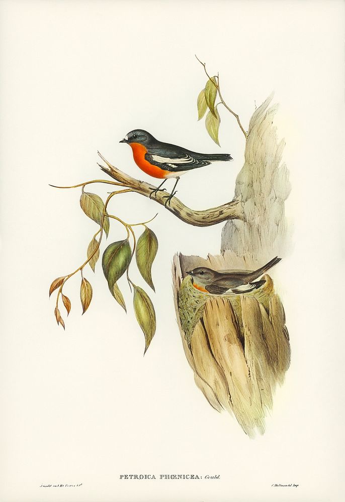 Flame-breasted Robin (Petroica phoenicea) illustrated by Elizabeth Gould (1804&ndash;1841) for John Gould&rsquo;s (1804…