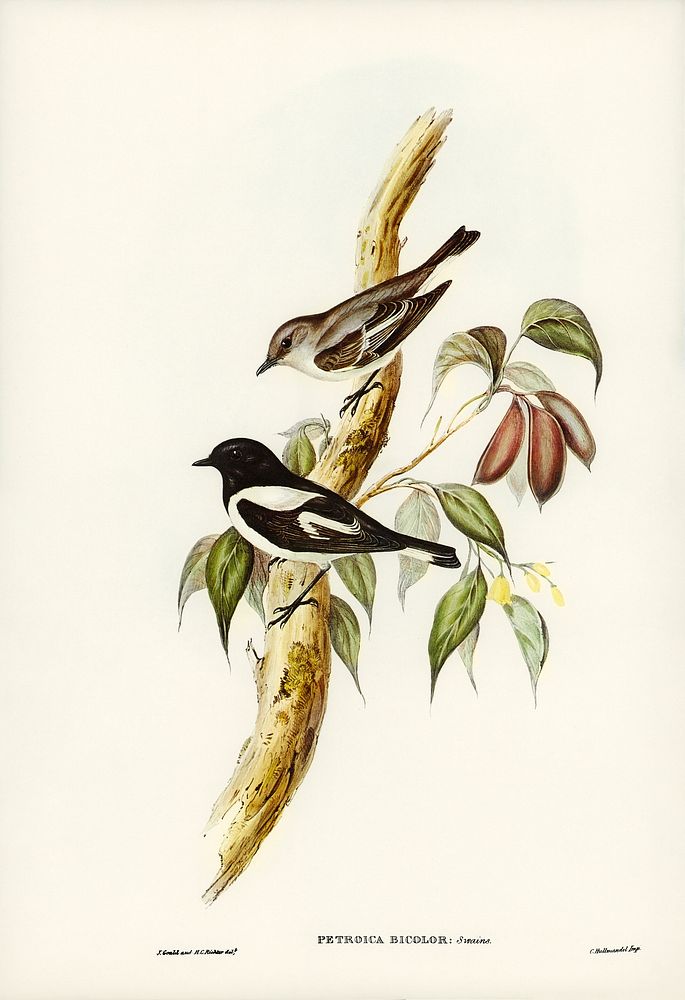 Pied Robin (Petroica bicolor, Swains) illustrated by Elizabeth Gould (1804&ndash;1841) for John Gould&rsquo;s (1804-1881)…