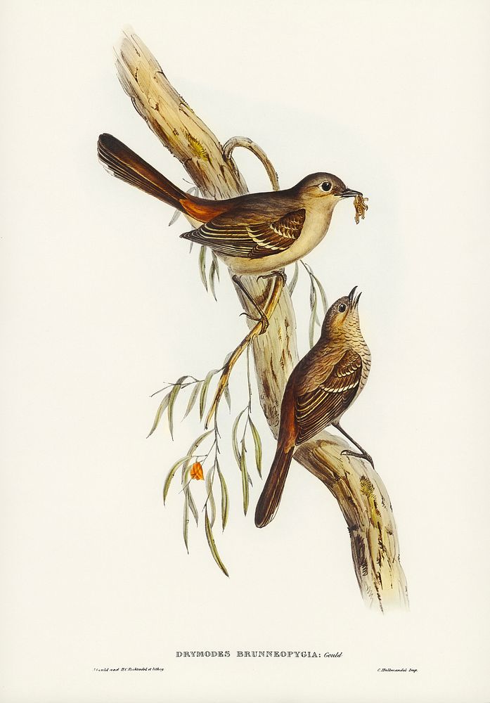 Scrub Robin (Drymodes brunneopygia) illustrated by Elizabeth Gould (1804&ndash;1841) for John Gould&rsquo;s (1804-1881)…