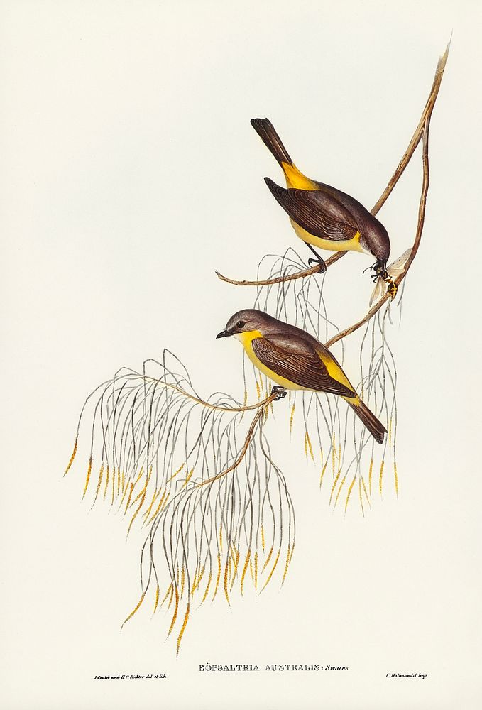 Yellow-breasted Robin (Eopsaltria Australis) illustrated by Elizabeth Gould (1804&ndash;1841) for John Gould&rsquo;s (1804…