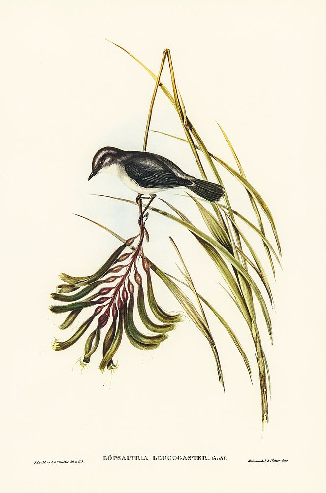 White-bellied Robin illustrated by Elizabeth Gould (1804&ndash;1841) for John Gould&rsquo;s (1804-1881) Birds of Australia…