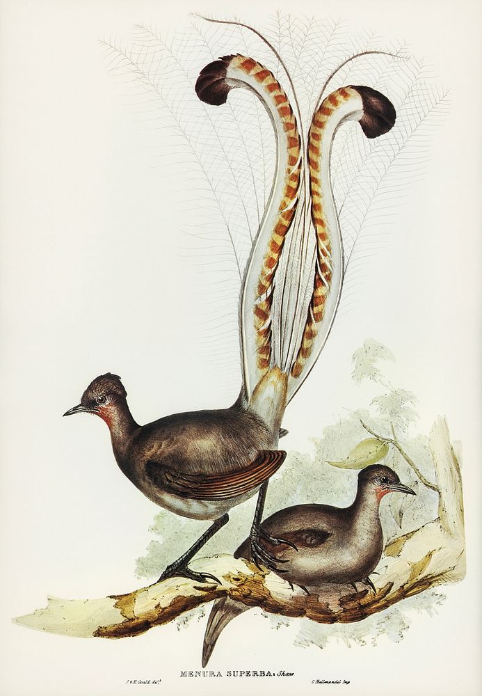 Lyre Bird (Menura superba) illustrated by Elizabeth Gould (1804&ndash;1841) for John Gould&rsquo;s (1804-1881) Birds of…