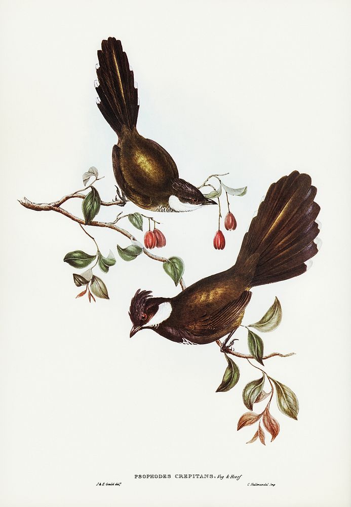Coach-whip Bird (Psophodes crepitans) illustrated by Elizabeth Gould (1804&ndash;1841) for John Gould&rsquo;s (1804-1881)…