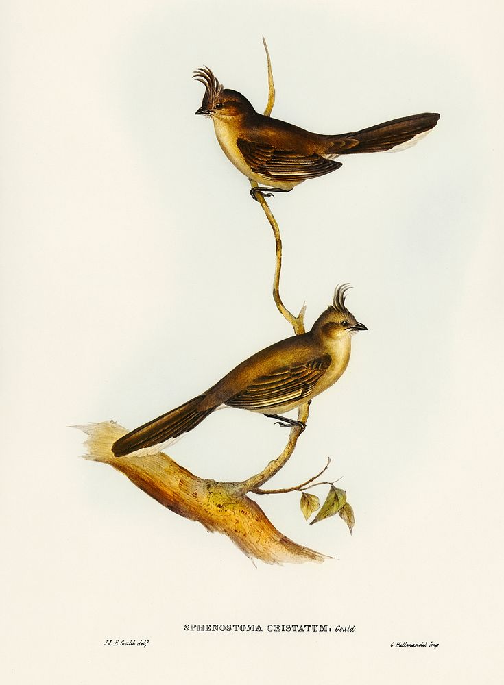 Crested Wedge-bill (Sphenostoma cristata) illustrated by Elizabeth Gould (1804&ndash;1841) for John Gould&rsquo;s (1804…