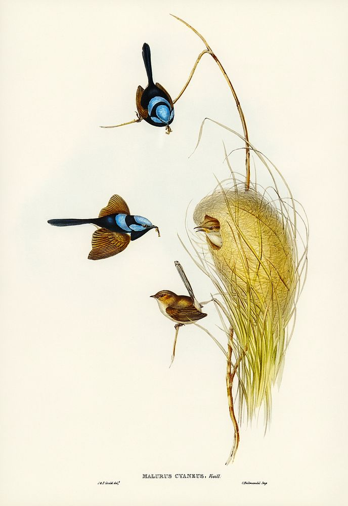 Blue Wren (Malurus cyaneus) illustrated by Elizabeth Gould (1804&ndash;1841) for John Gould&rsquo;s (1804-1881) Birds of…