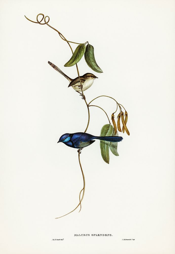 Banded Wren (Alurus splendens) illustrated by Elizabeth Gould (1804&ndash;1841) for John Gould&rsquo;s (1804-1881) Birds of…