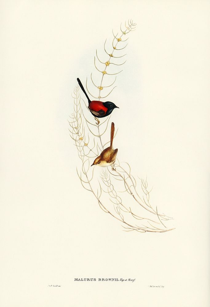 Brown&rsquo;s Wren (alurus Brownii) illustrated by Elizabeth Gould (1804&ndash;1841) for John Gould&rsquo;s (1804-1881)…