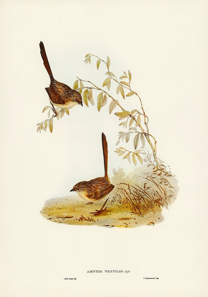 Textile Wren (mytis textilis) illustrated by Elizabeth Gould (1804&ndash;1841) for John Gould&rsquo;s (1804-1881) Birds of…