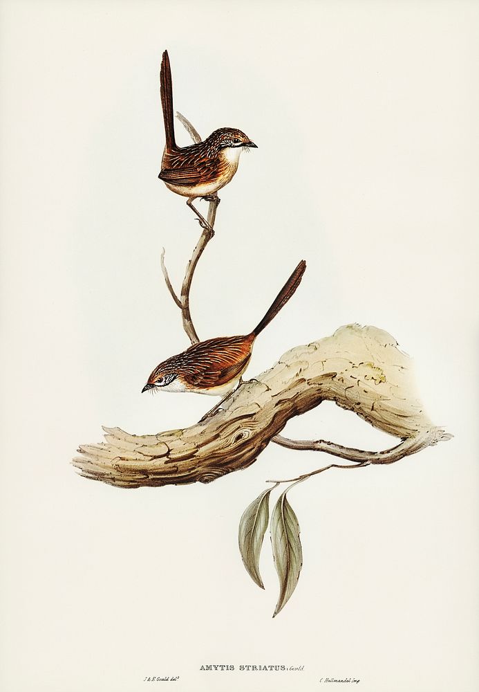 Striated Wren (Amytis striatus) illustrated by Elizabeth Gould (1804&ndash;1841) for John Gould&rsquo;s (1804-1881) Birds of…