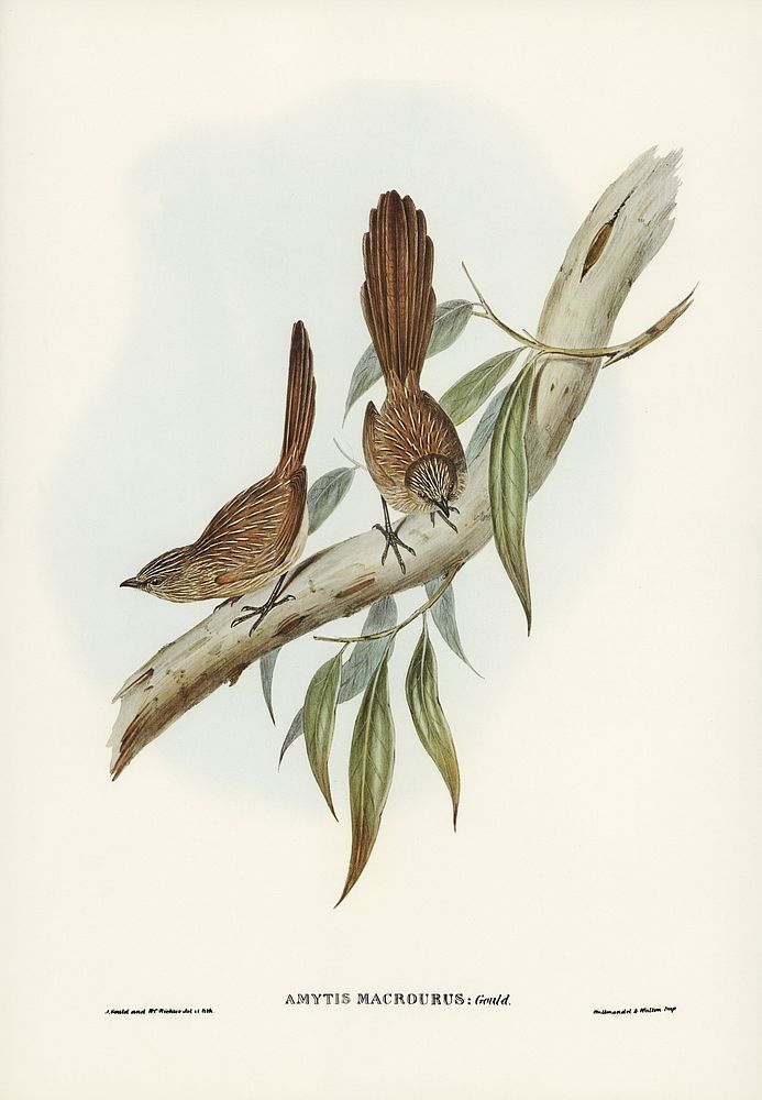 Large-tailed Wren (Amytis macrourus) illustrated by Elizabeth Gould (1804&ndash;1841) for John Gould&rsquo;s (1804-1881)…