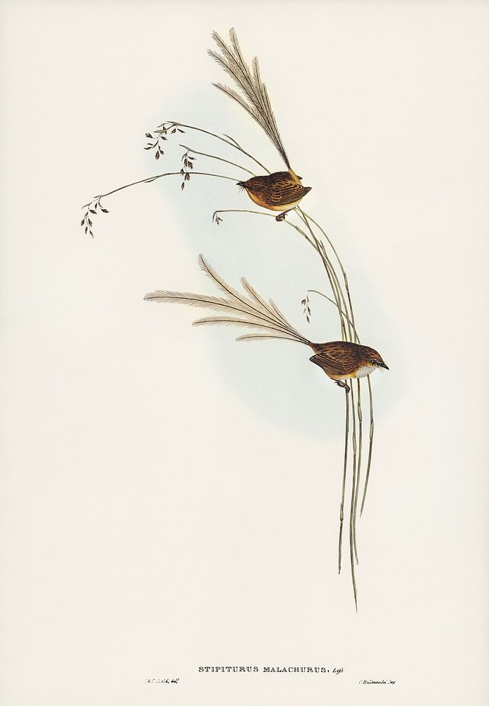 Emu Wren (tipiturus malachurus) illustrated by Elizabeth Gould (1804&ndash;1841) for John Gould&rsquo;s (1804-1881) Birds of…