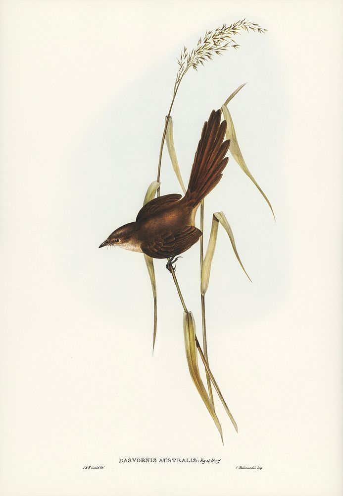 Bristle Bird (Dasyornis Australis) illustrated by Elizabeth Gould (1804&ndash;1841) for John Gould&rsquo;s (1804-1881) Birds…