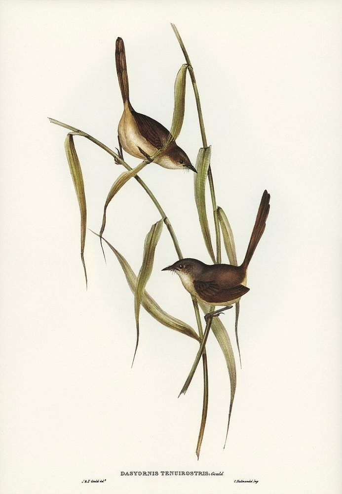 Long-billed Bristle Bird (Dasyornis longirostris) illustrated by Elizabeth Gould (1804&ndash;1841) for John Gould&rsquo;s…