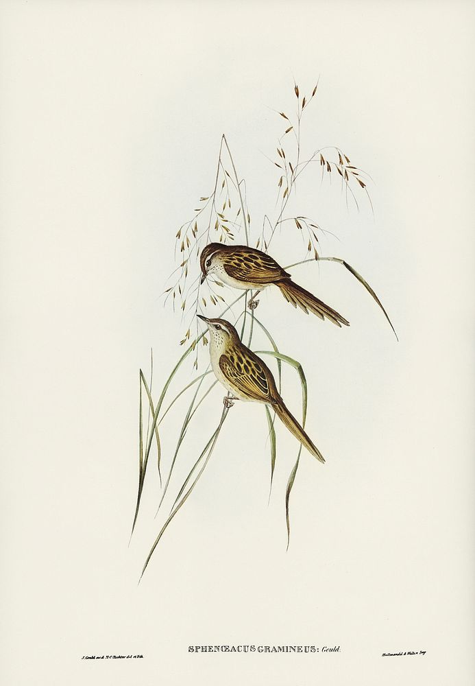 Grass-loving Sphenoeacus (Sphenoeacus gramineus) illustrated by Elizabeth Gould (1804&ndash;1841) for John Gould&rsquo;s…