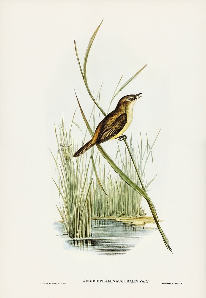 Reed Warbler (Acrocephalus Australis) illustrated by Elizabeth Gould (1804&ndash;1841) for John Gould&rsquo;s (1804-1881)…