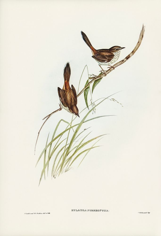 Red-rumped Wren (ylacola pyrrhopygia) illustrated by Elizabeth Gould (1804&ndash;1841) for John Gould&rsquo;s (1804-1881)…