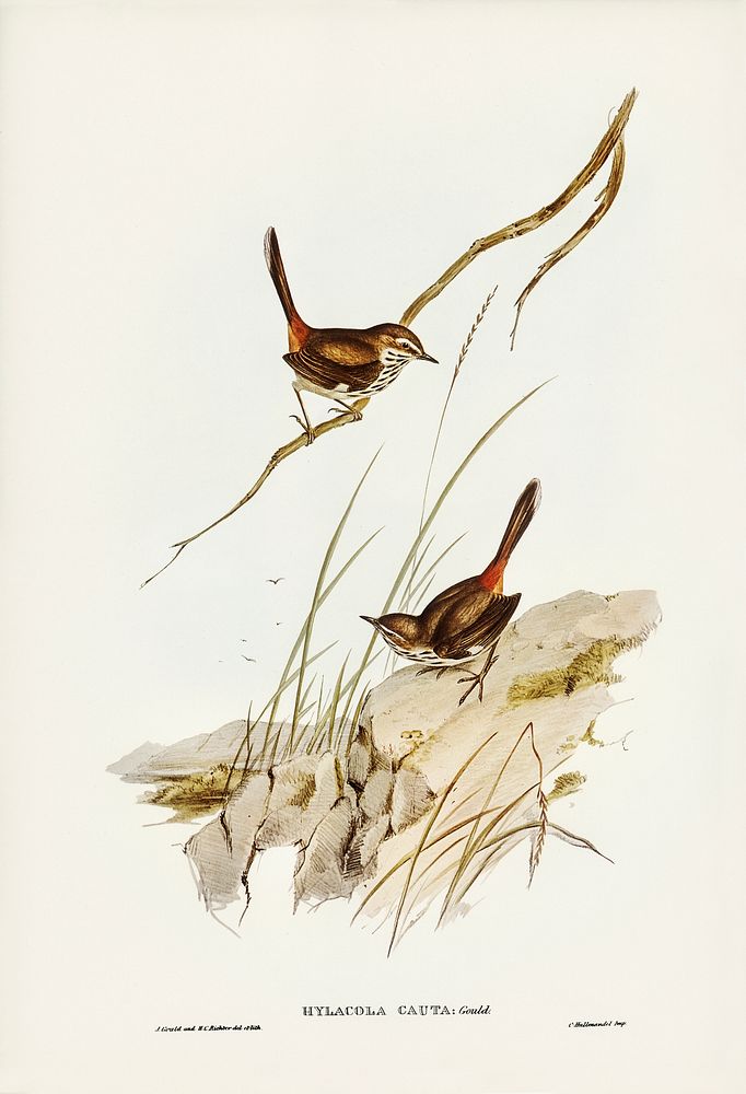 Cautious Wren (Hylacola cauta) illustrated by Elizabeth Gould (1804&ndash;1841) for John Gould&rsquo;s (1804-1881) Birds of…