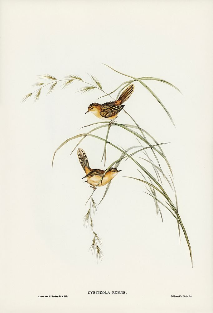 Exile Warbler (Cysticola exilis) illustrated by Elizabeth Gould (1804&ndash;1841) for John Gould&rsquo;s (1804-1881) Birds…