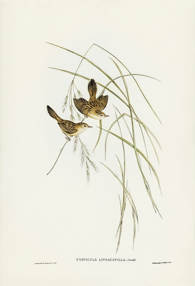 Lineated Warbler (Cysticola lineocapilla) illustrated by Elizabeth Gould (1804&ndash;1841) for John Gould&rsquo;s (1804…