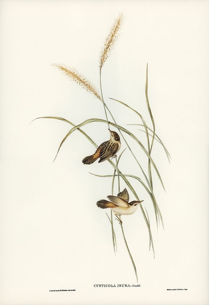Square-tailed Warbler (Cysticola isura) illustrated by Elizabeth Gould (1804&ndash;1841) for John Gould&rsquo;s (1804-1881)…