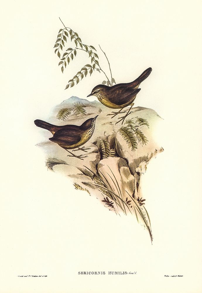 Sombre-coloured Sericornis (Sericornis humilis) illustrated by Elizabeth Gould (1804&ndash;1841) for John Gould&rsquo;s…