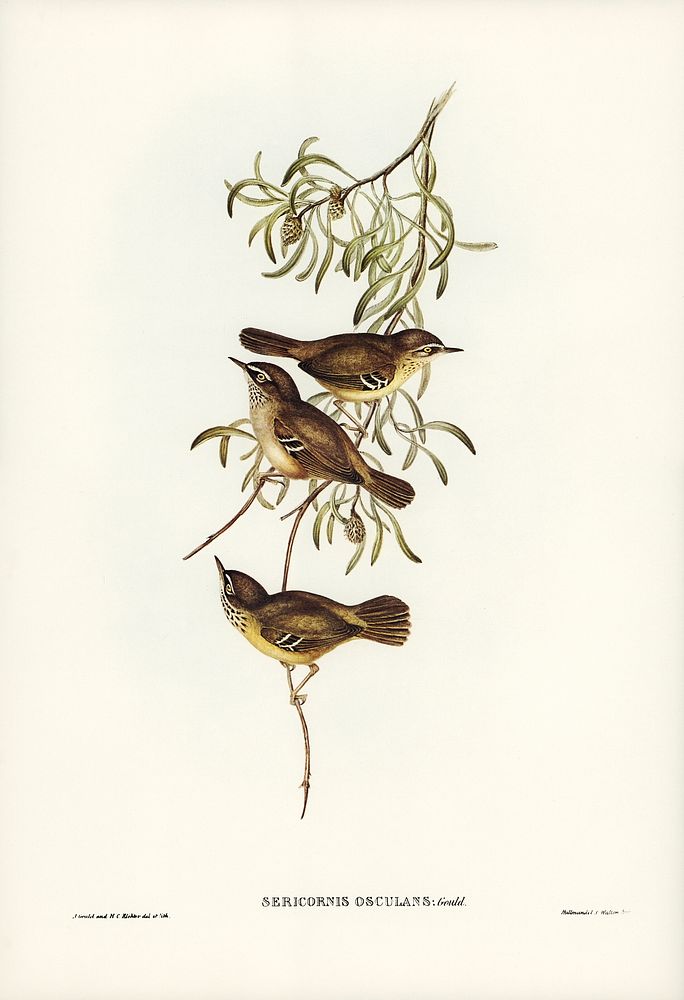 Allied Sericornis (Ericornis osculans) illustrated by Elizabeth Gould (1804&ndash;1841) for John Gould&rsquo;s (1804-1881)…