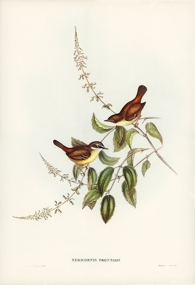 White-fronted Sericornis (Sericornis frontalis) illustrated by Elizabeth Gould (1804&ndash;1841) for John Gould&rsquo;s…