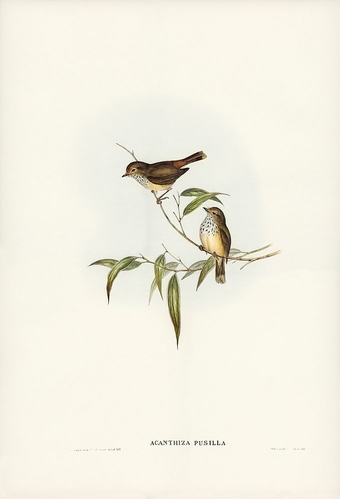 Little Brown Acanthiza (Acanthiza pusilla) illustrated by Elizabeth Gould (1804&ndash;1841) for John Gould&rsquo;s (1804…