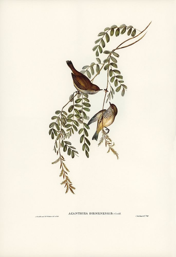 Tasmanian Acanthiza (Acanthiza Diemenensis) illustrated by Elizabeth Gould (1804&ndash;1841) for John Gould&rsquo;s (1804…