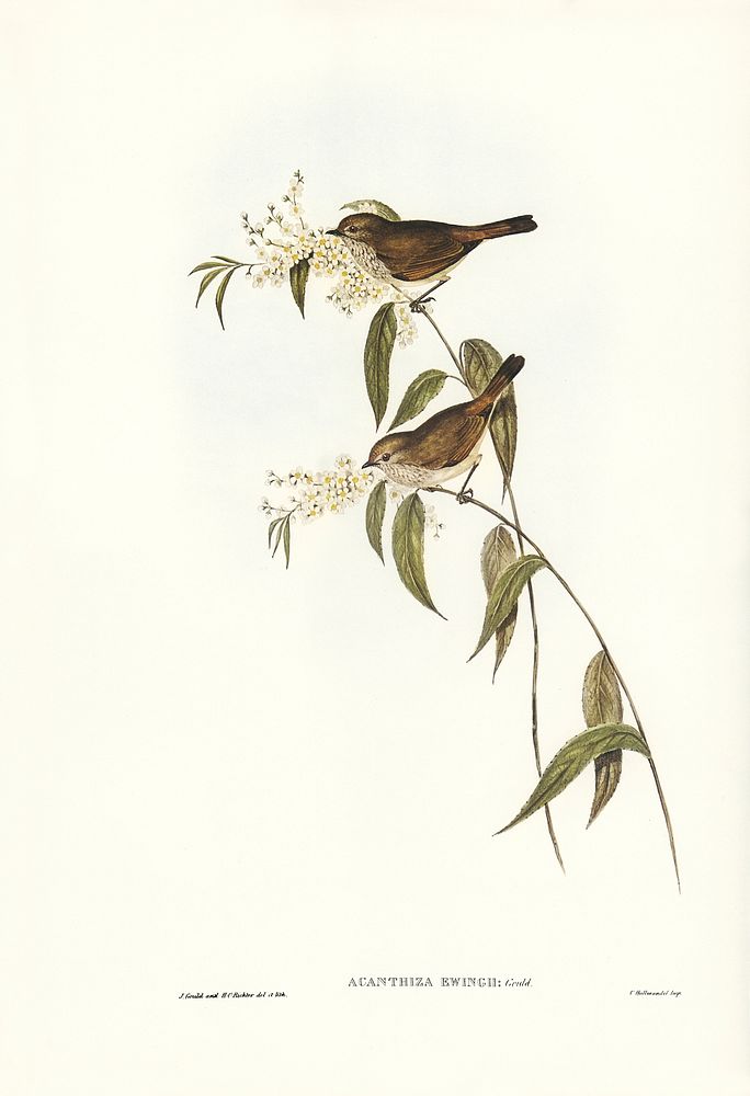 Ewing&rsquo;s Acanthiza (Canthiza Ewingii) illustrated by Elizabeth Gould (1804&ndash;1841) for John Gould&rsquo;s (1804…