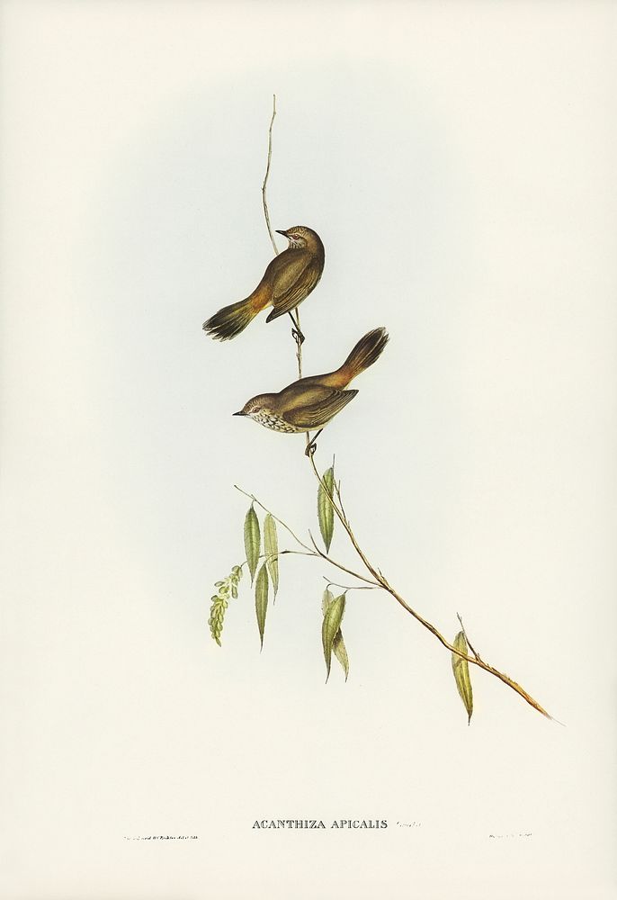 Western Acanthiza (Acanthiza apicalis) illustrated by Elizabeth Gould (1804&ndash;1841) for John Gould&rsquo;s (1804-1881)…