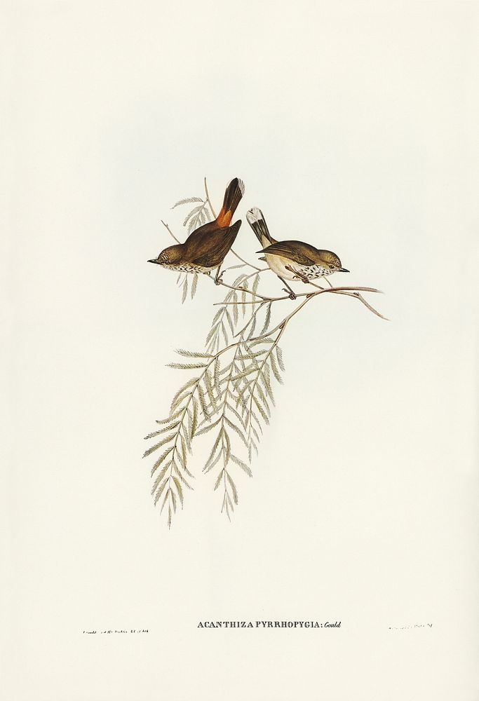 Red-rumped Acanthiza (Acanthiza pyrrhopygia) illustrated by Elizabeth Gould (1804&ndash;1841) for John Gould&rsquo;s (1804…