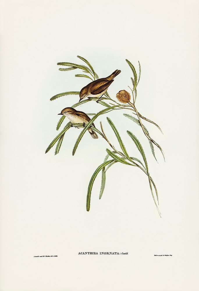 Plain-coloured Acanthiza (Acanthiza inornata) illustrated by Elizabeth Gould (1804&ndash;1841) for John Gould&rsquo;s (1804…