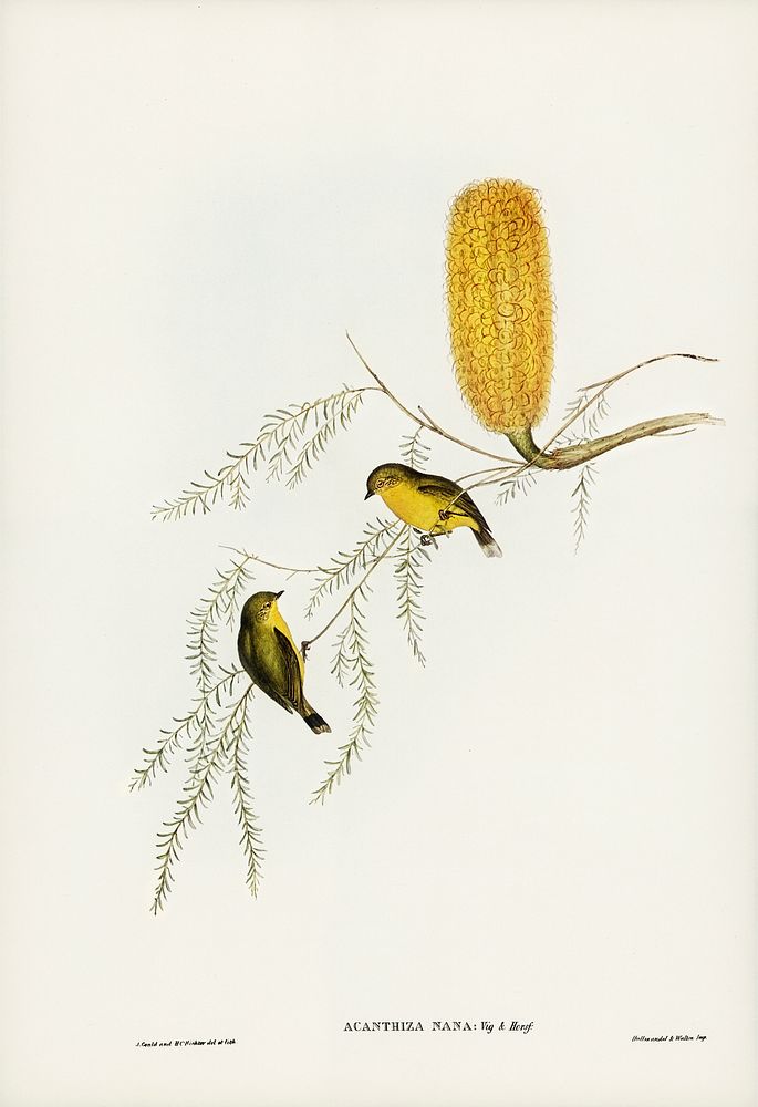 Little Acanthiza (Acanthiza nana) illustrated by Elizabeth Gould (1804&ndash;1841) for John Gould&rsquo;s (1804-1881) Birds…