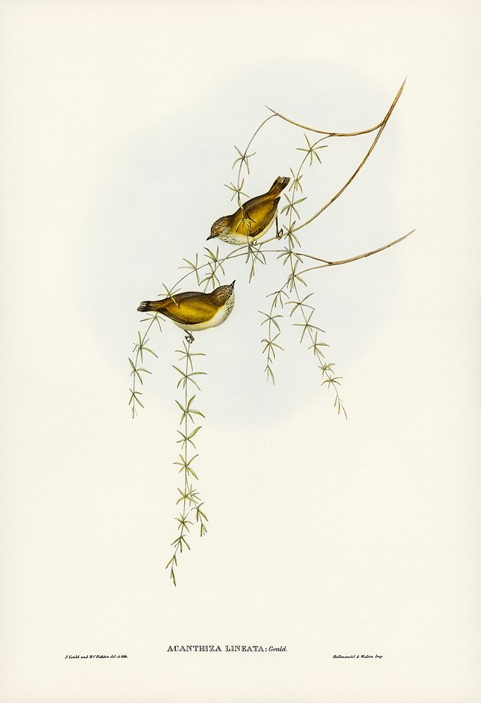 Striated Acanthiza (Acanthiza lineata) illustrated by Elizabeth Gould (1804&ndash;1841) for John Gould&rsquo;s (1804-1881)…