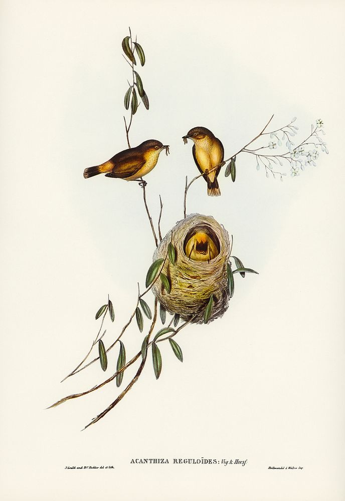 Regulus-like Acanthiza (Acanthiza Reguloides) illustrated by Elizabeth Gould (1804&ndash;1841) for John Gould&rsquo;s (1804…