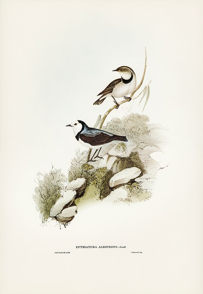 White-fronted chat (Ephthianura albifrons) illustrated by Elizabeth Gould (1804&ndash;1841) for John Gould&rsquo;s (1804…