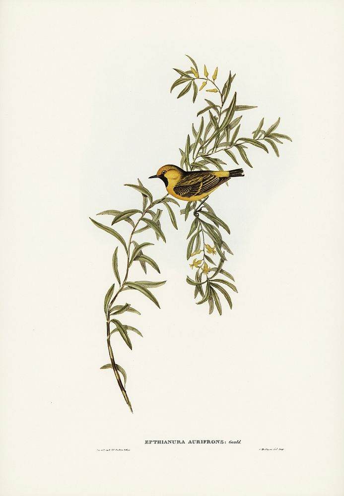 Orange-fronted chat (Ephthianura aurifrons) illustrated by Elizabeth Gould (1804&ndash;1841) for John Gould&rsquo;s (1804…