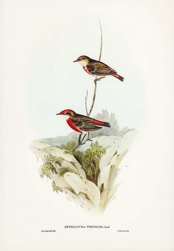 Tricoloured chat (Ephthianura tricolor) illustrated by Elizabeth Gould (1804&ndash;1841) for John Gould&rsquo;s (1804-1881)…