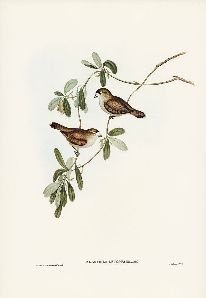 White-faced Xerophila (Xerophila leucopsis) illustrated by Elizabeth Gould (1804&ndash;1841) for John Gould&rsquo;s (1804…